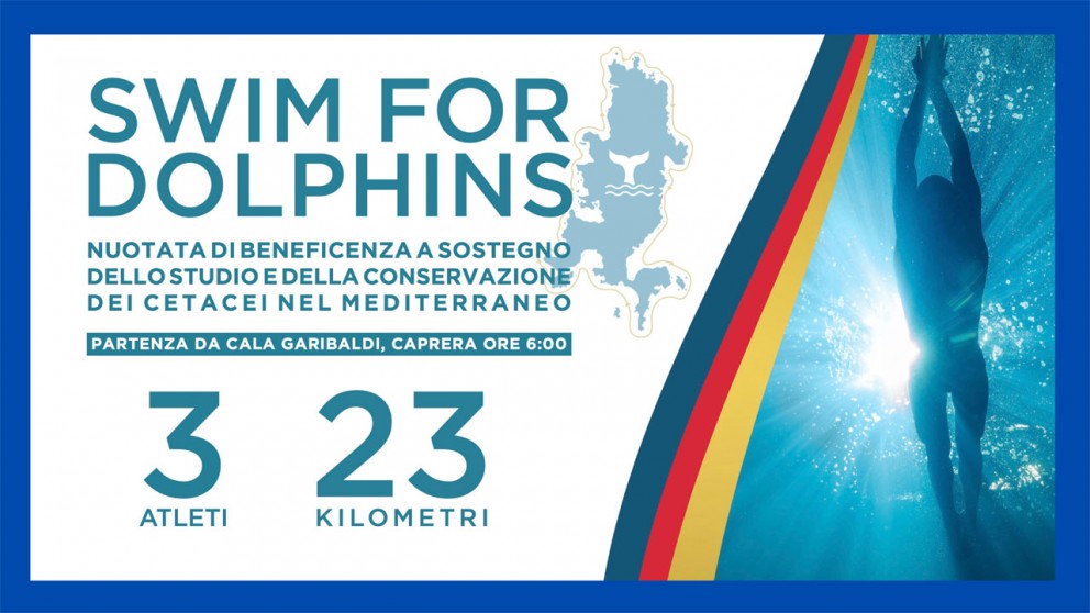 Locandina di Swim For Dolphins